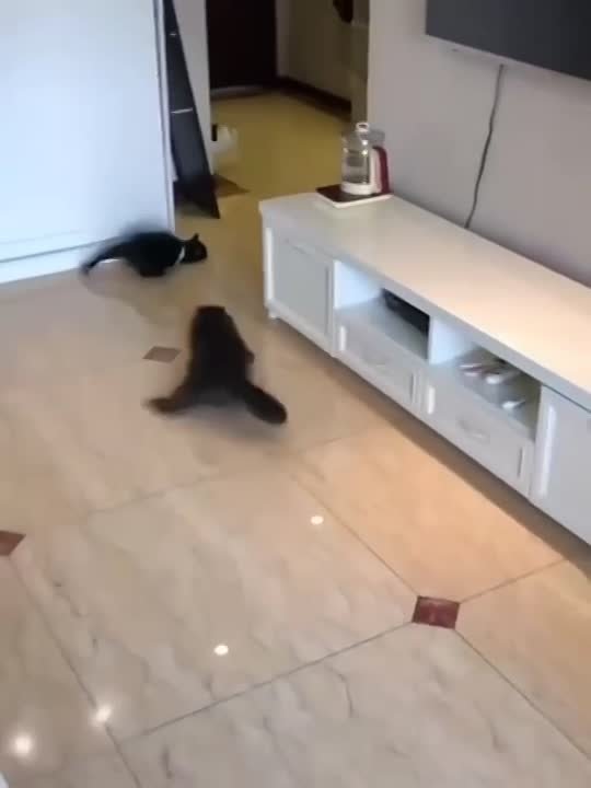 Это милое зверьё.