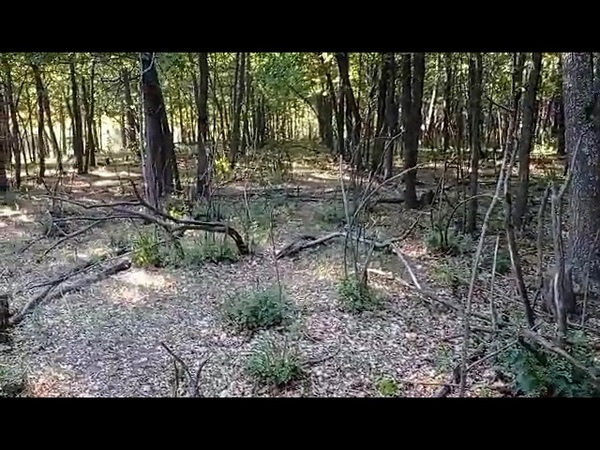 Ютуб канал Плейстоценового парка