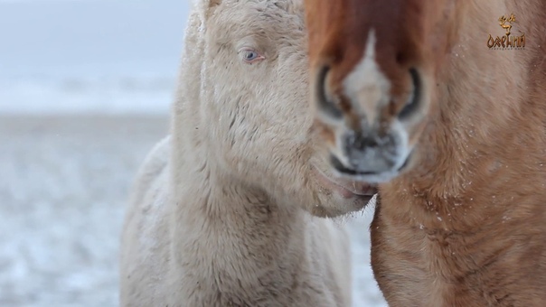 Парк Олений Липецкая область