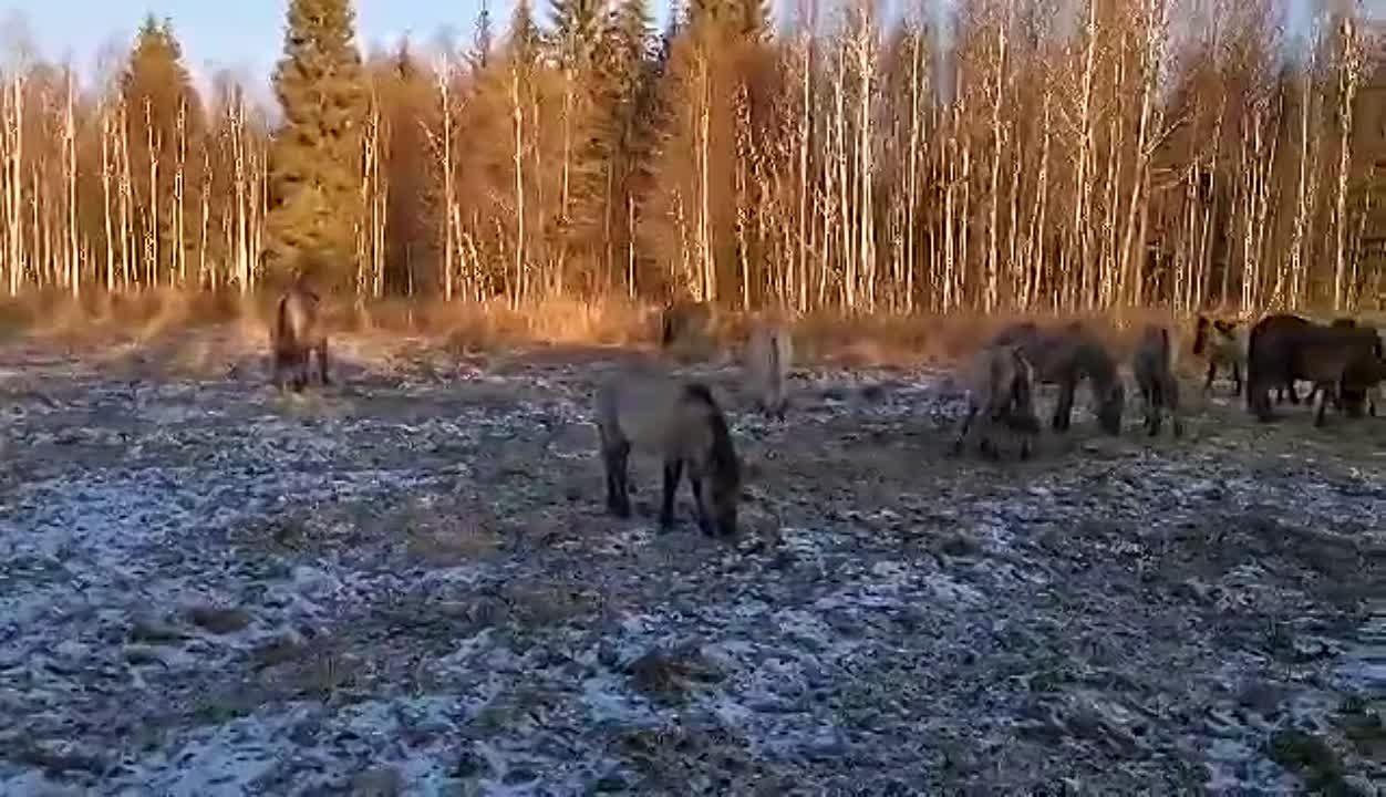 Налибокская пуща