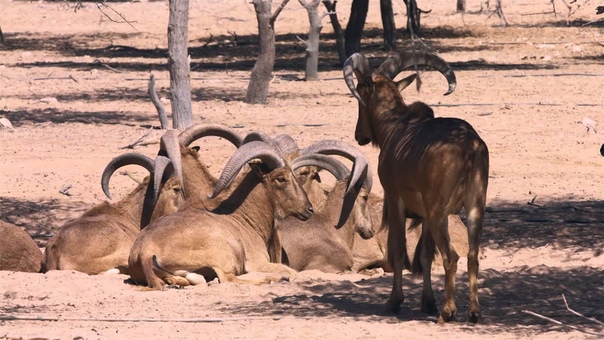 Арабский парк дикой природы на острове Сир-Бани-Яс
