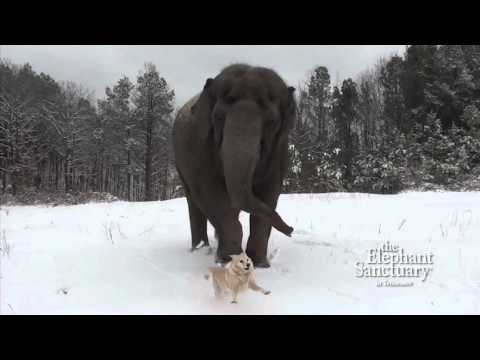 слоны в теннесси