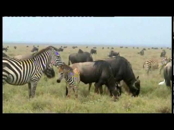 Национальный парк Серенгети