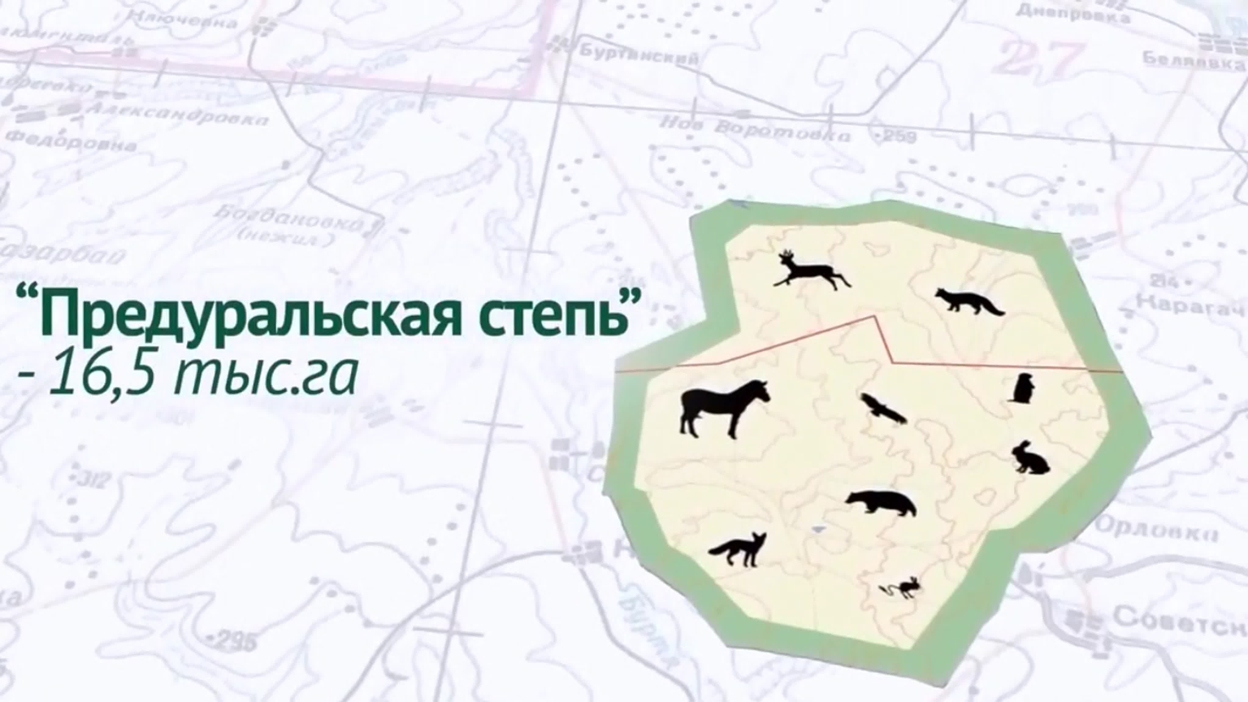 Оренбургская тарпания