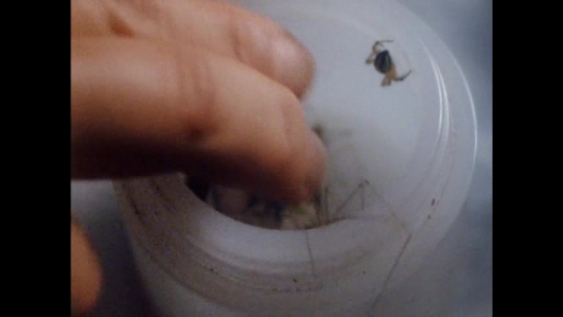 СЕМЕЙНЫЕ ЦЕННОСТИ \  ДУХОВНОЕ И ФИЗИЧЕСКОЕ ЗДОРОВЬЕ \  НРАВСТВЕННОСТЬ \  ВЫЖИВАНИЕ