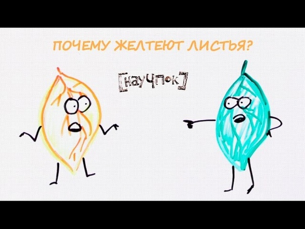 ПОЧЕМУ ЖЕЛТЕЮТ И ОПАДАЮТ ЛИСТЬЯ?