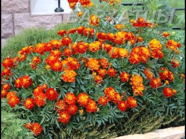 Изучаем цветы