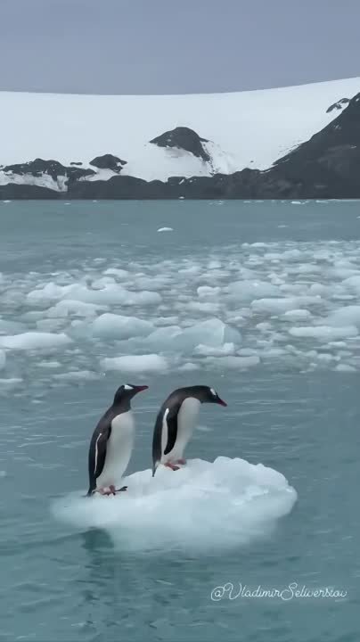 Удачных охот и береги себя - не плавай в холодной воде!)