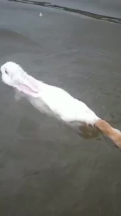 Миф о зайцах)))