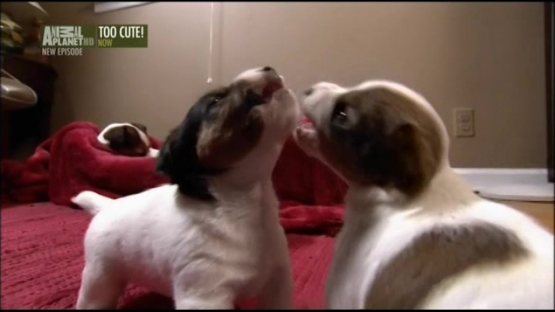 Симпатичные котята и щенки