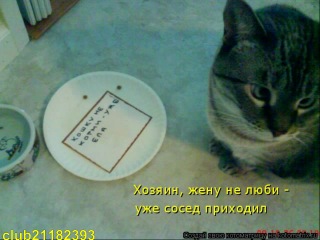 Приколы с кошками