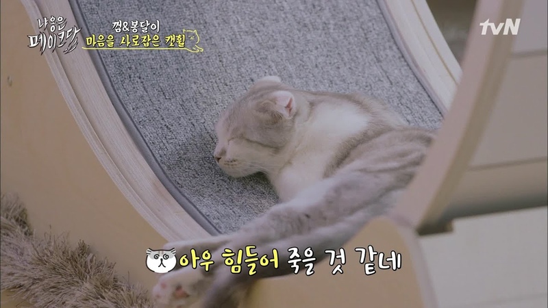 «The Meow Is Fake»