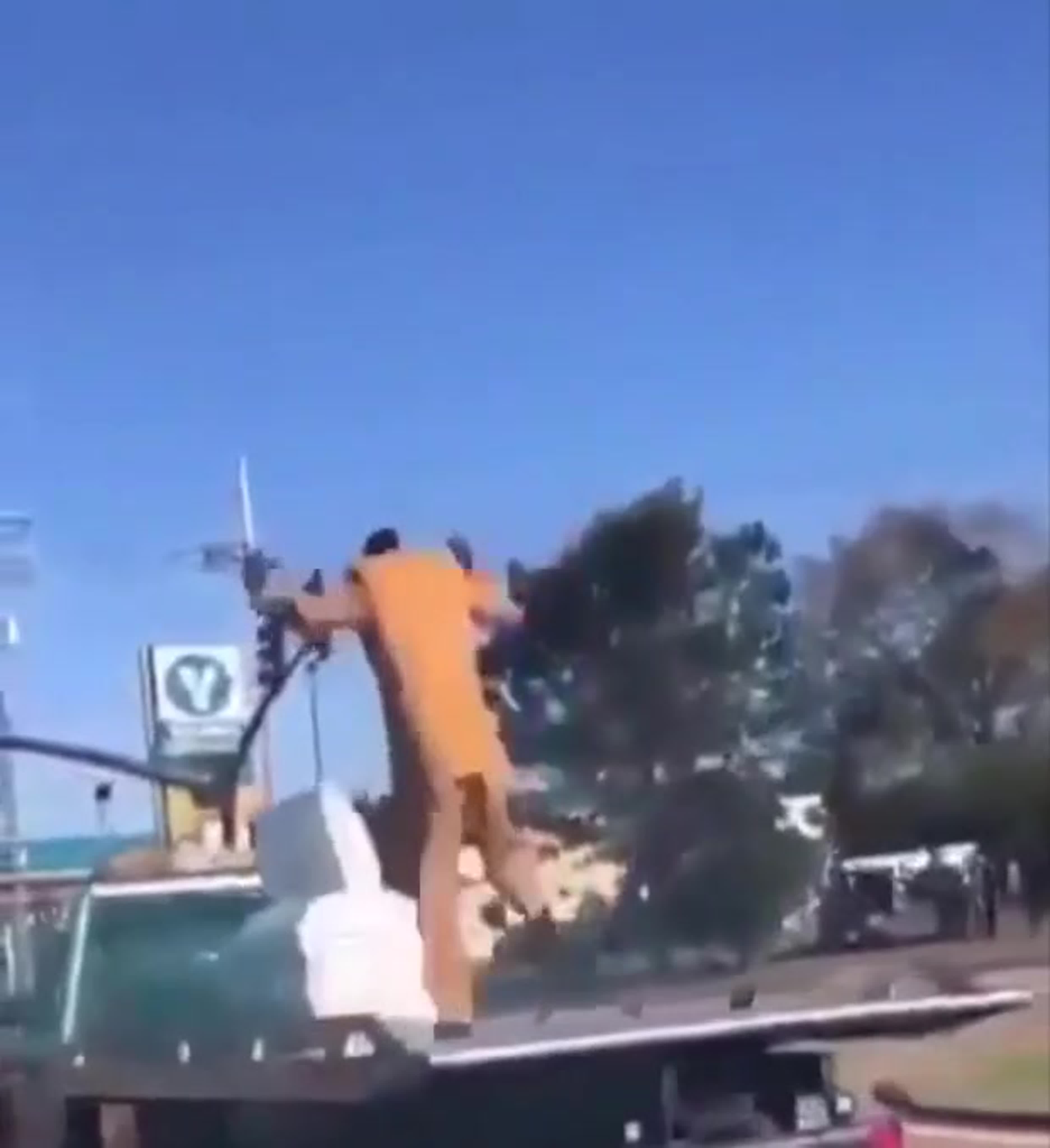 приколы с гробом негры