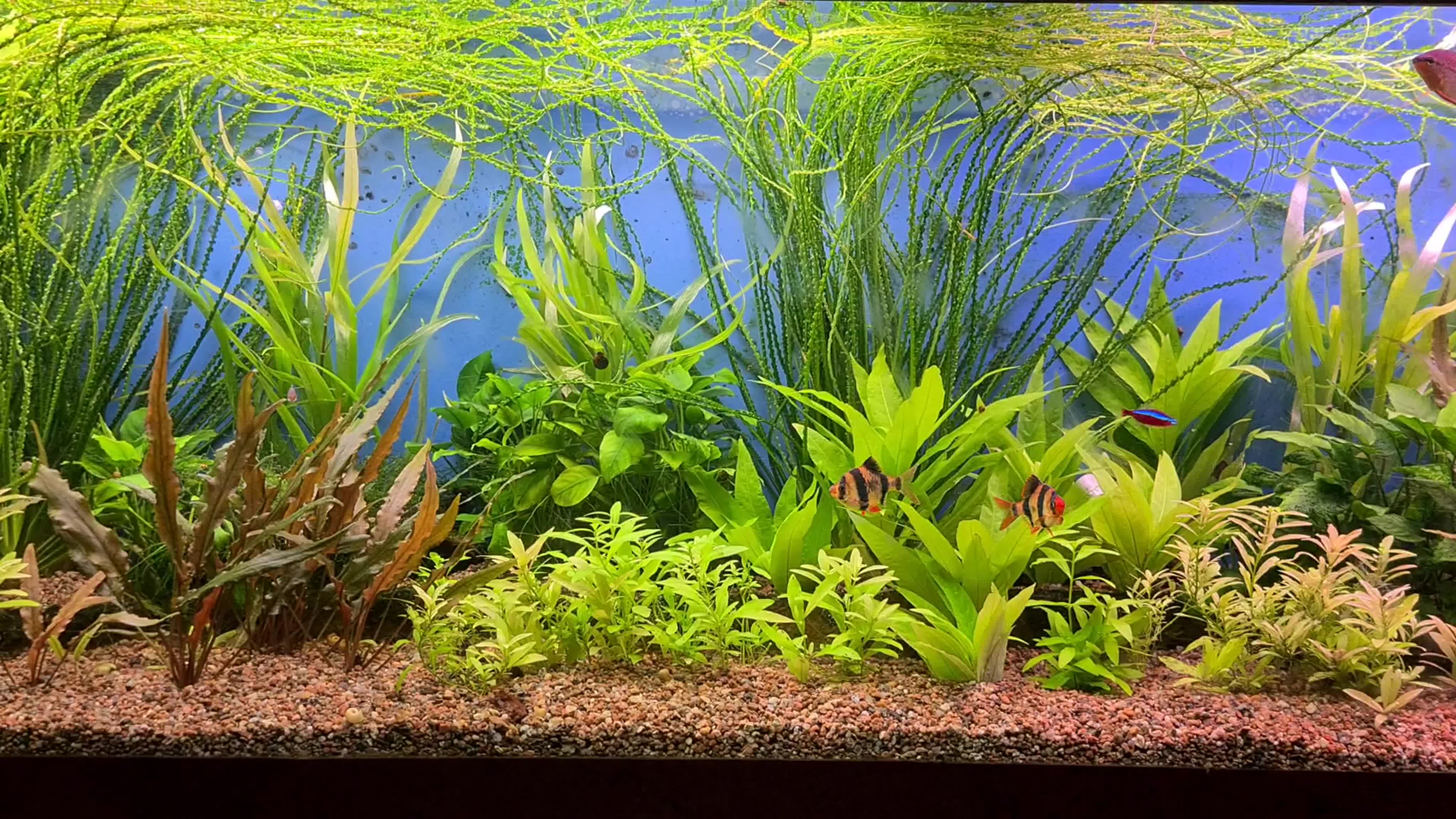 Мои аквариумы