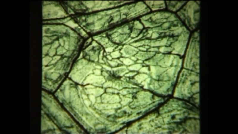 Типовые формы нарушения МЦР