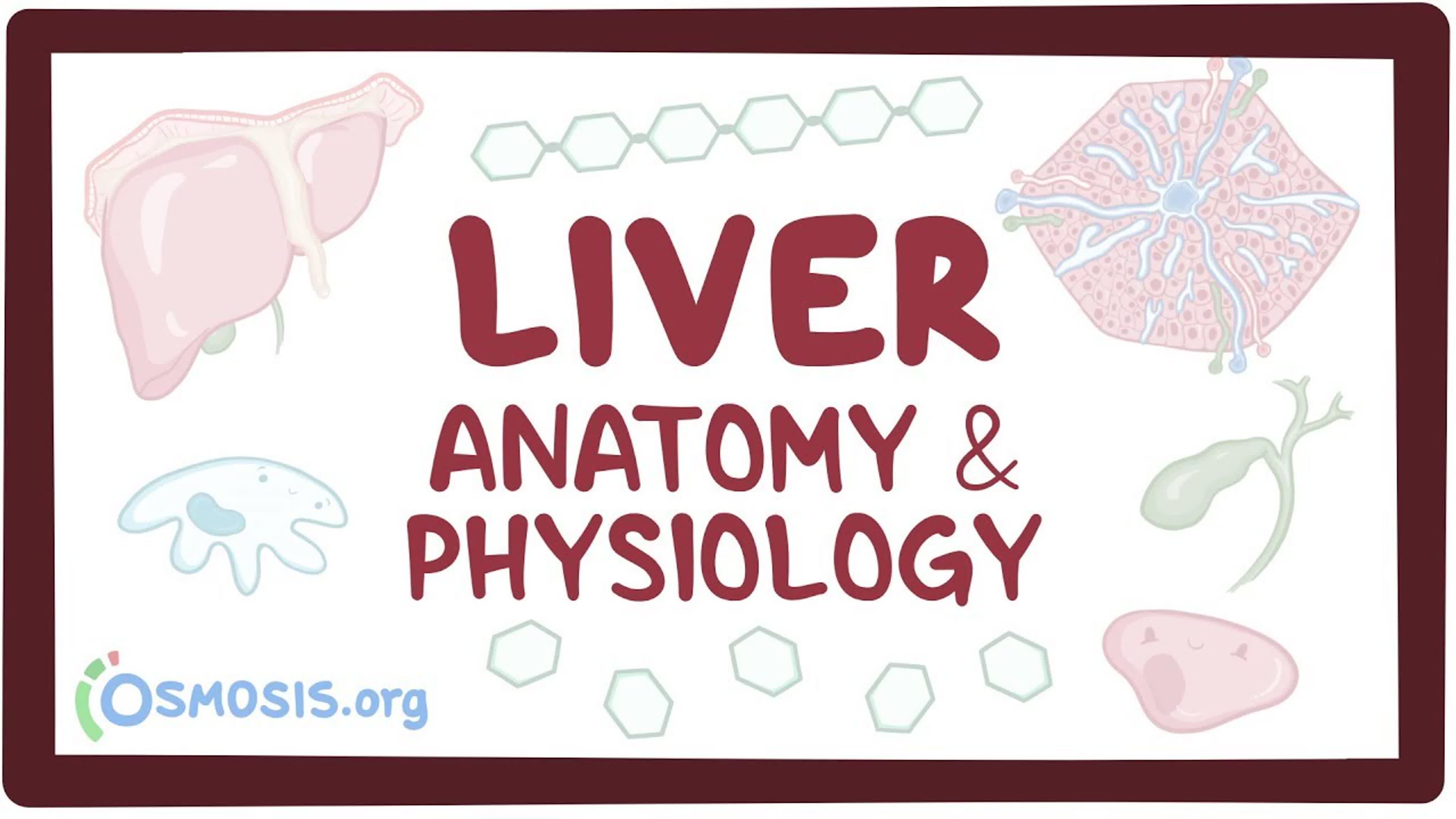 Pathophysiology of LIVER