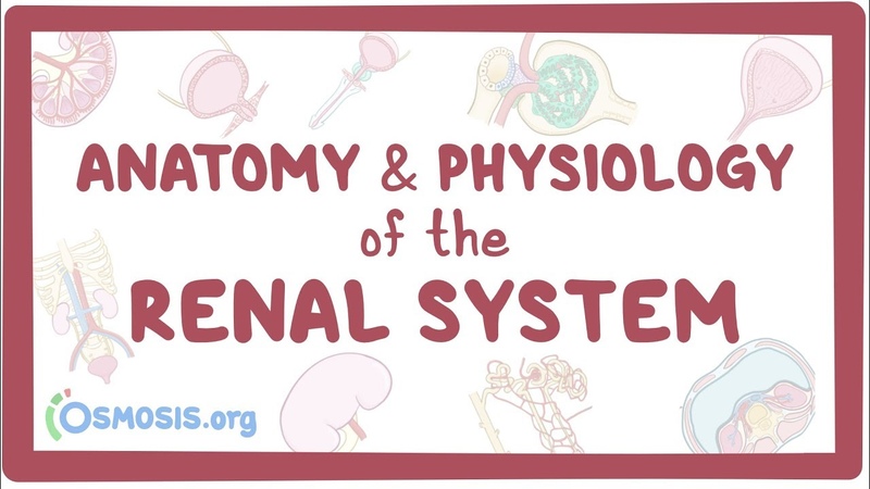 Pathophysiology of Kidneys