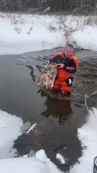 Хорошие новости о животных