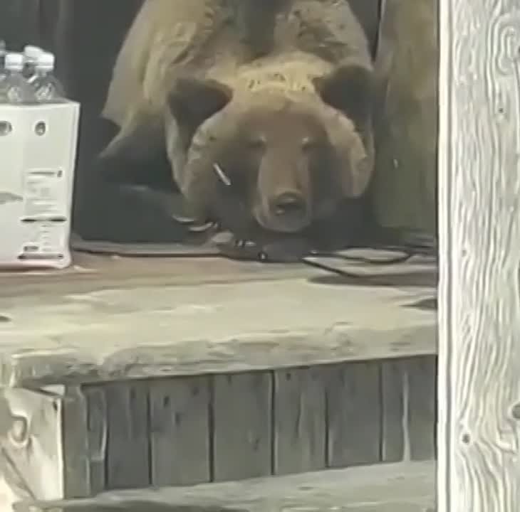 Новости о животных