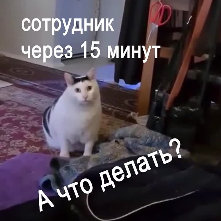 Видеозаписи для стены