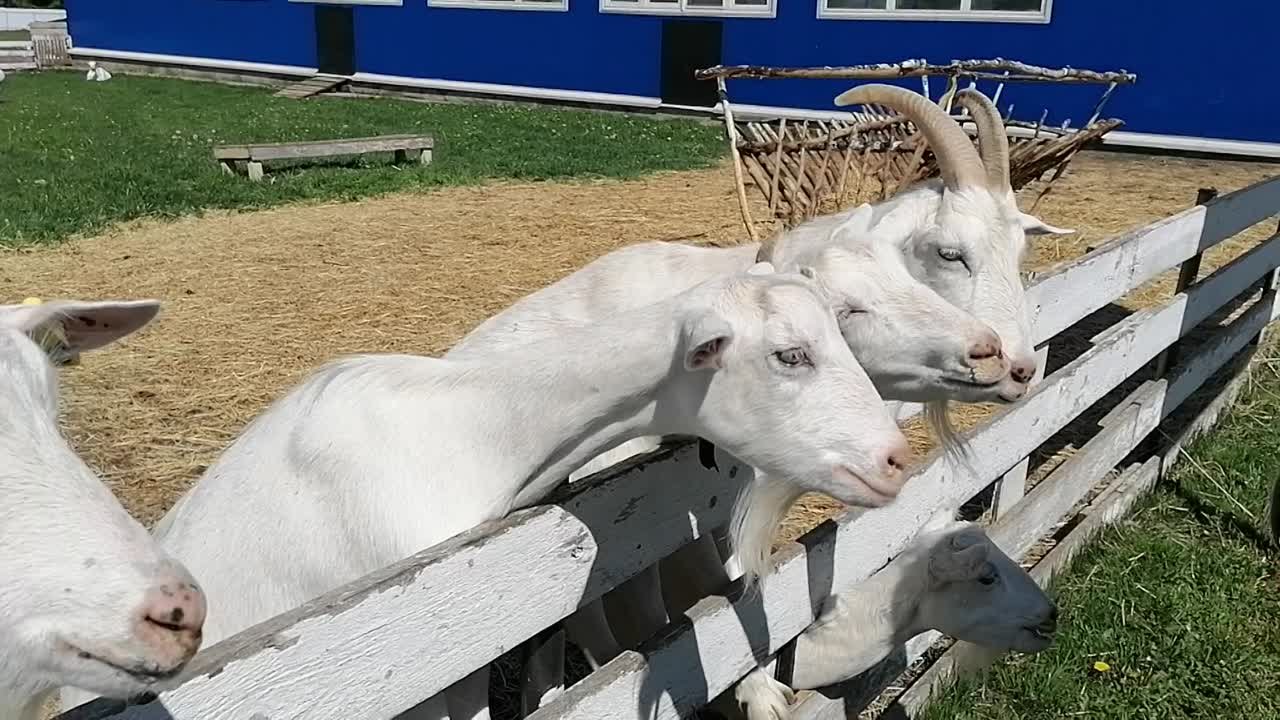 Ярилин день в наукодеревне, май 2023