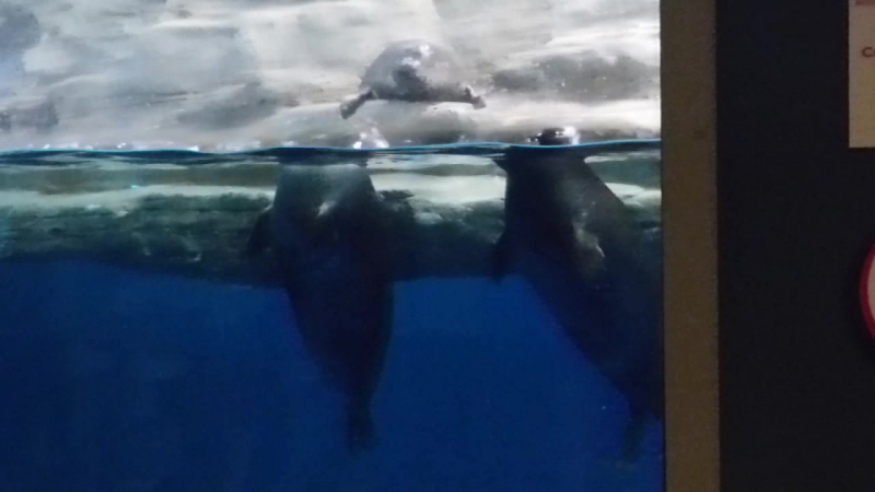 Москвариум, шоу "Тайна четырёх океанов"