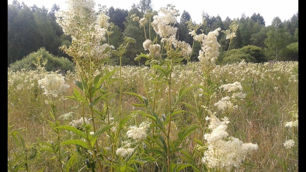 лекарственные растения