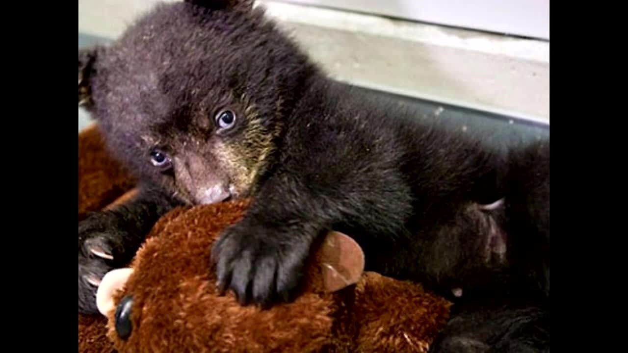 Видео к праздникам