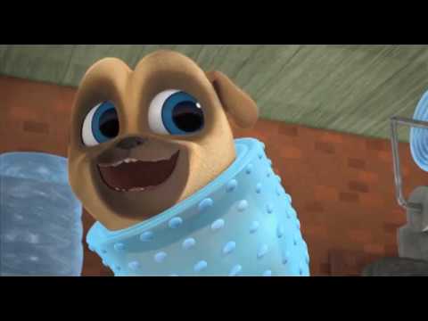 Дружные мопсы