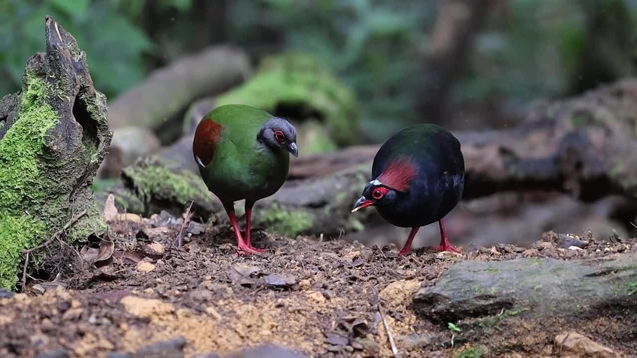 Курообразные