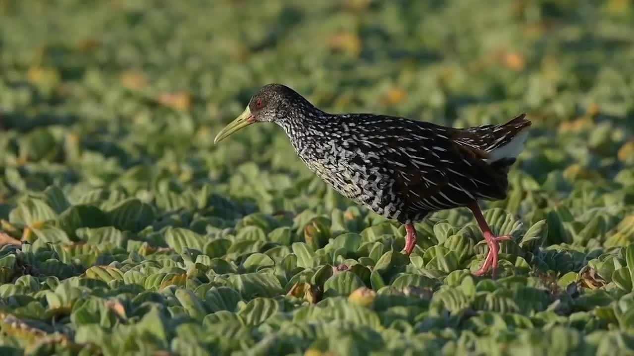 Журавлеобразные