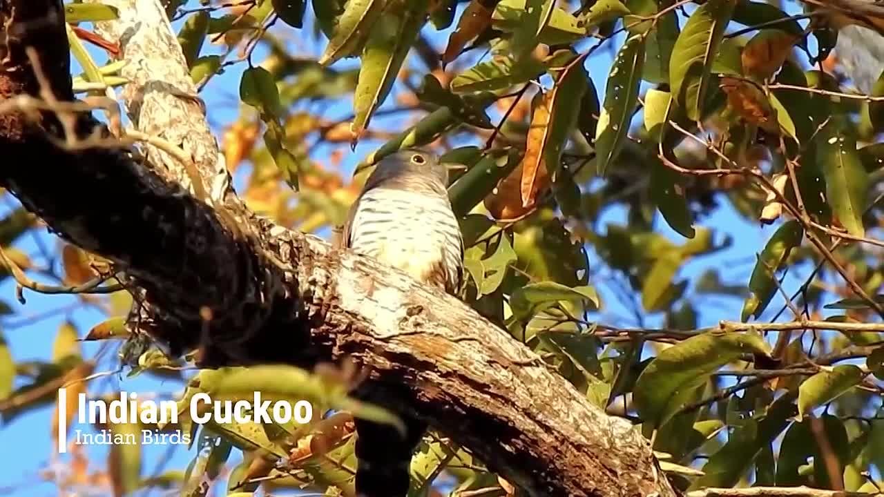 Кукушкообразные