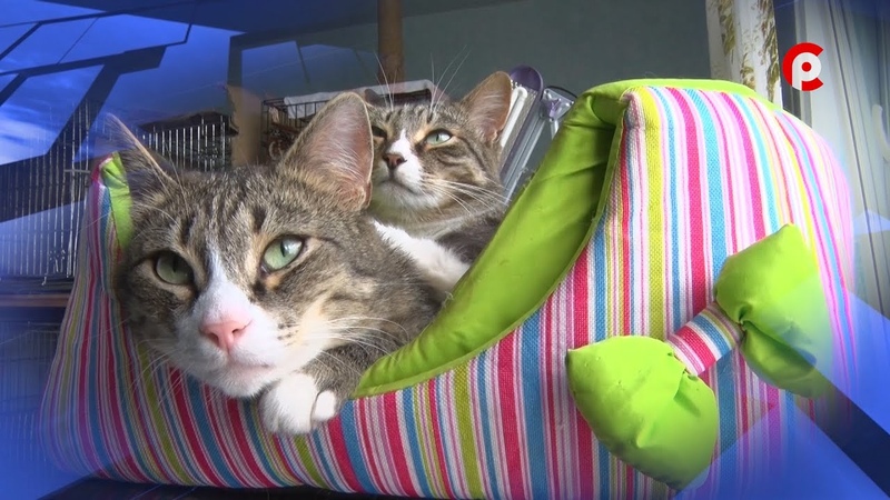 Доброе сердце