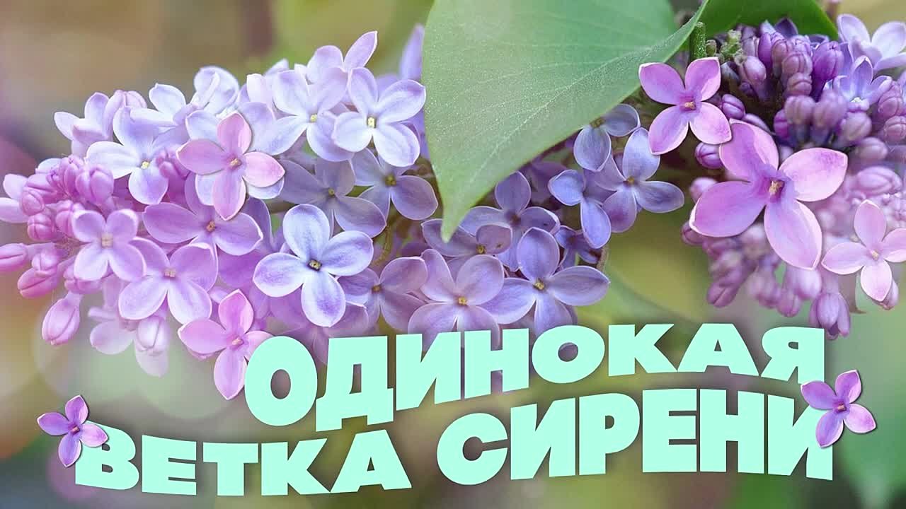 НАЗАД В СССР