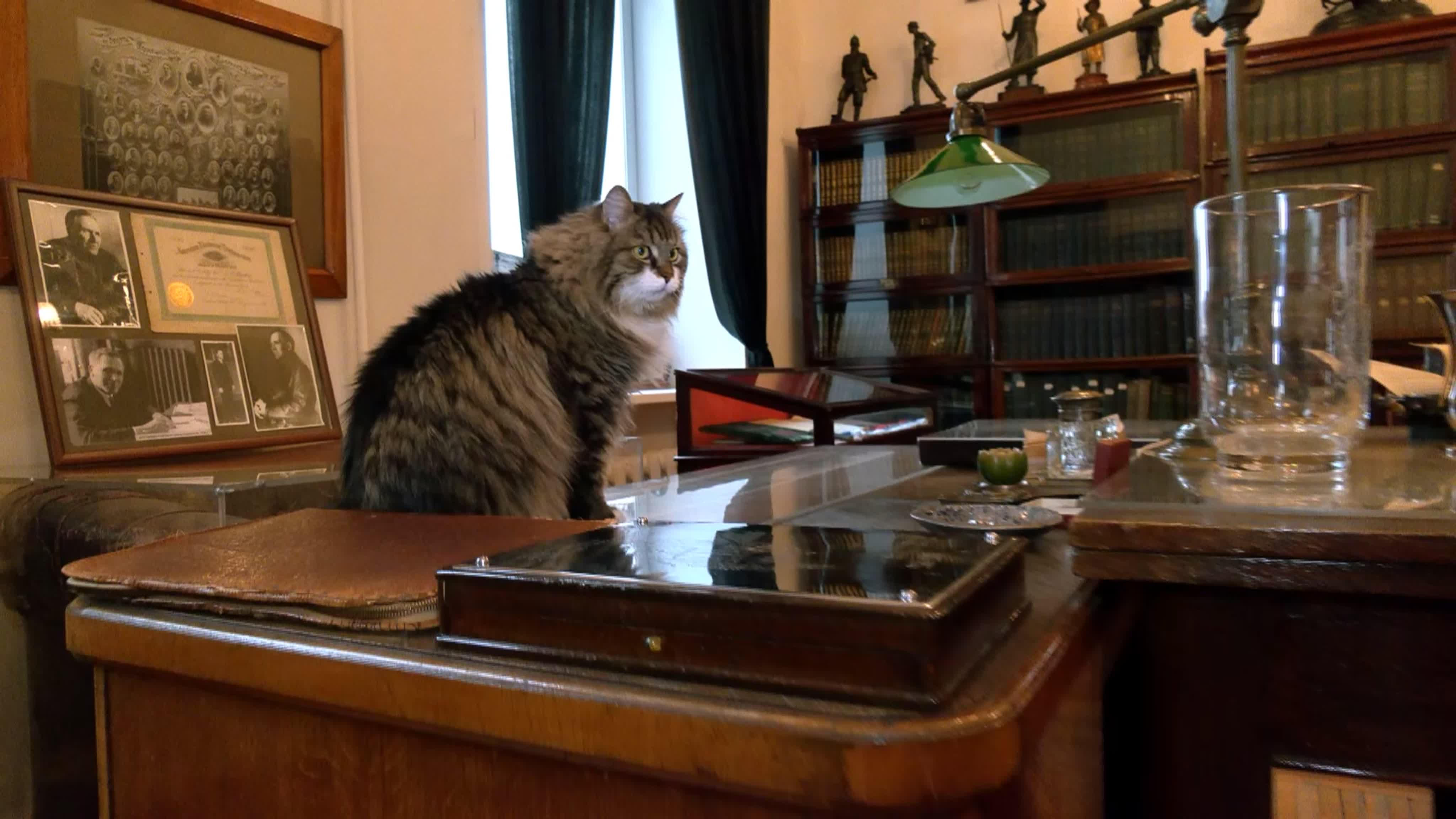 Истории кота Томаса