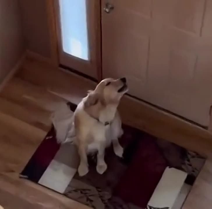 Смешные приколы.