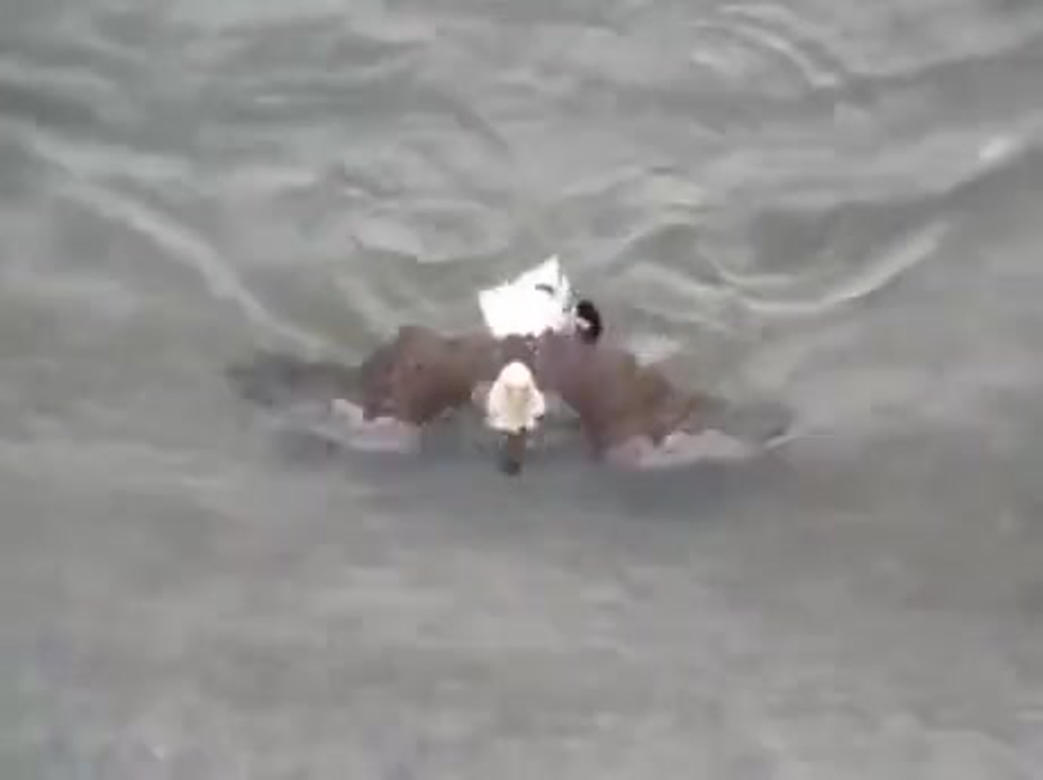 Короткие видео приколы.