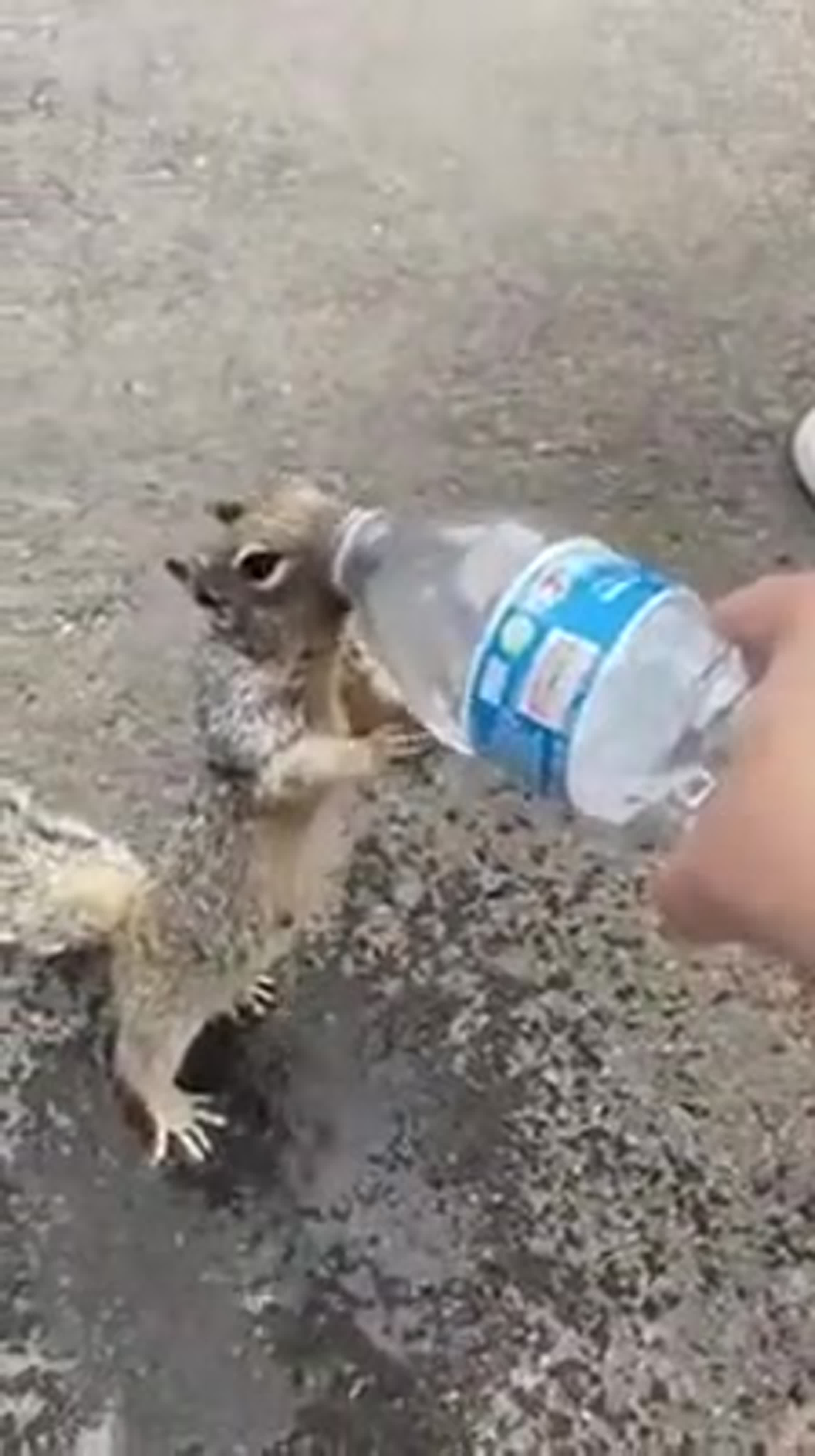 Годные видео приколы.