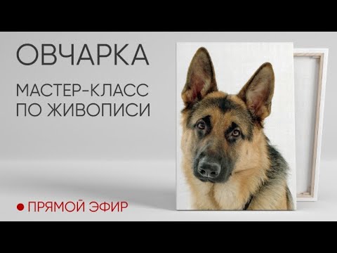 собачки