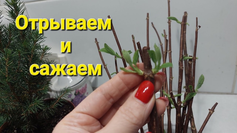 уход за садом