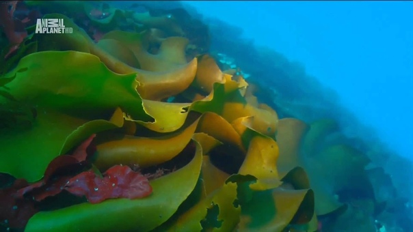 НАУКА ДЕТЯМ