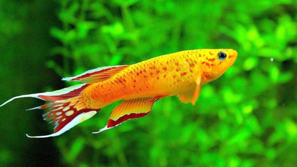 ♡ Аквариумы ♡