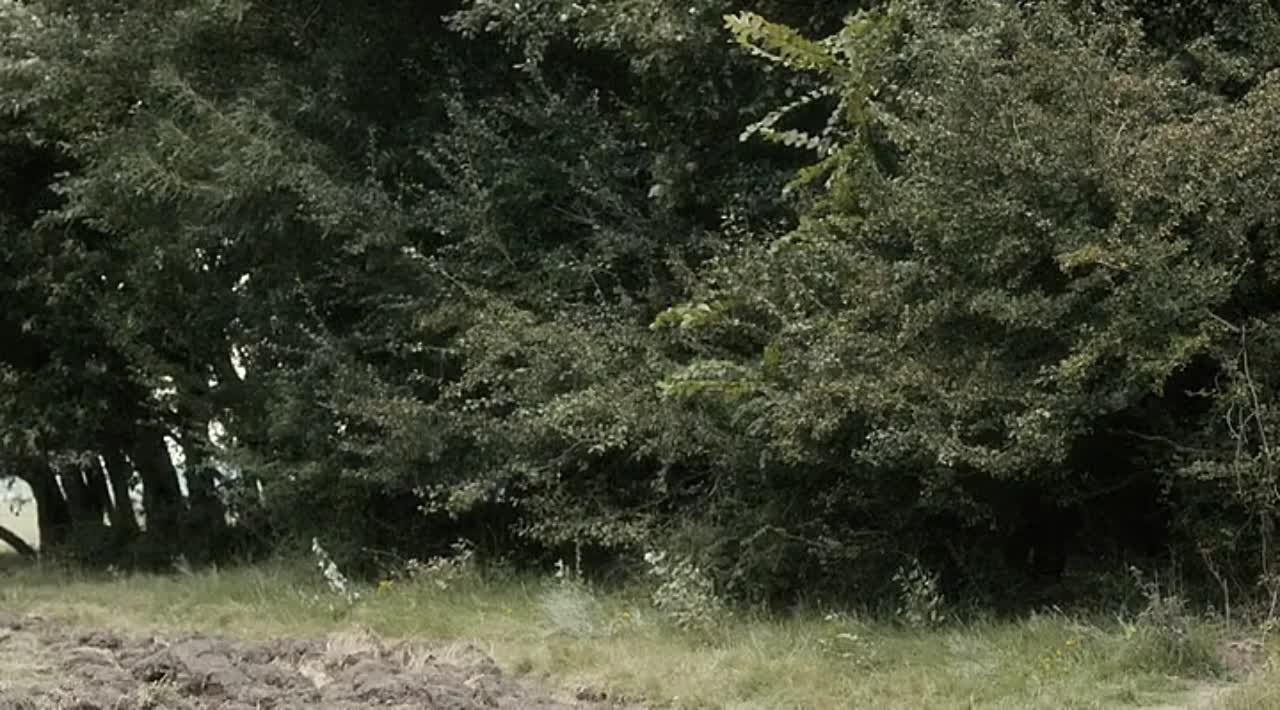 Сыны свободы