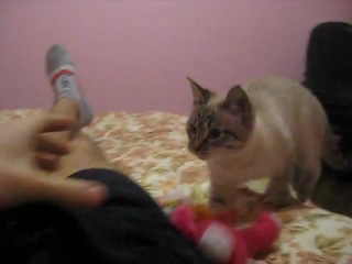 Эти забавные животные ))