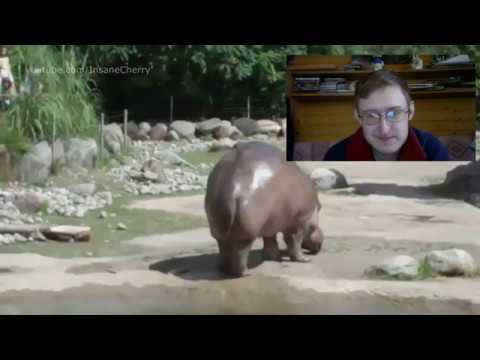 Реакции на Insane Cherry (Animal Cover)