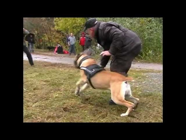 Видео с  собаками