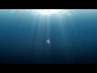 Блич 11 сезон - Восстание зампакто 230-255 (Филлер)