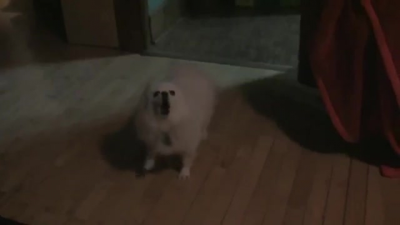 Злоебучая псина