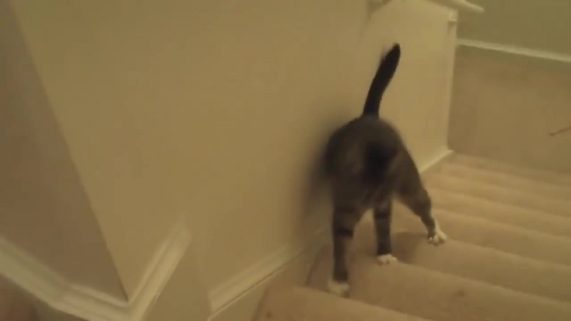 Видосы из 2015