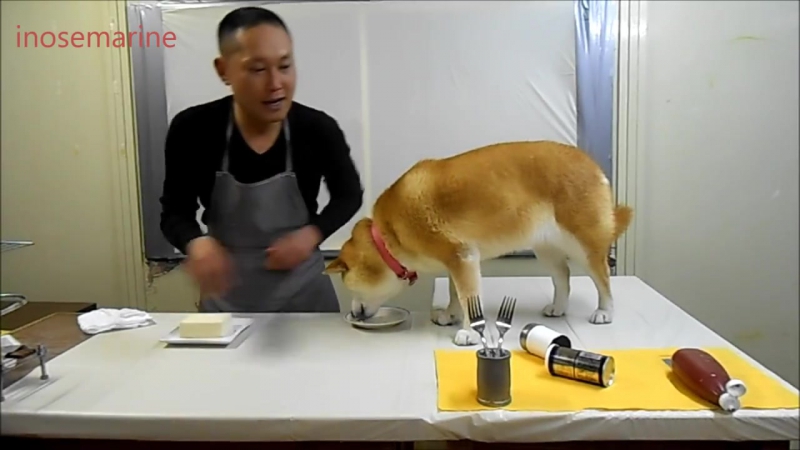 Ахуенная собака